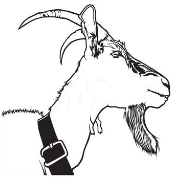 Goat Head (Capra aegagrus hircus) - Black and White Drawing Illustration, Vector