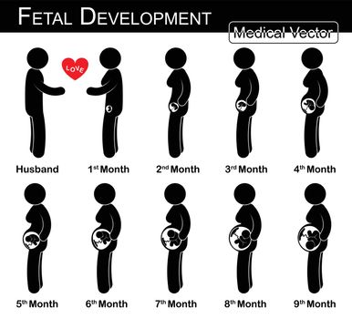 Fetal development ( pregnant woman and fetal growth in womb )( step by step )( Medical , Science and Healthcare concept )( husband and wife concept )( flat , black and white design )( love & family )