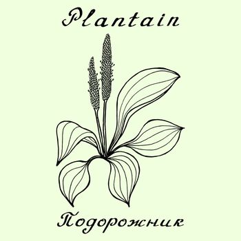 Plantain. Ink drawing and hand-lettering. English and Russian texts. Natural cosmetic. Medicinal plant. Print - decoration - image - design - label - wrapping