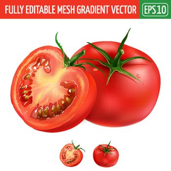 Tomato and his sliced segment. Isolated illustration on white background.