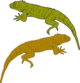 Lizard is goanna silhouette on a white background. Vector illustration.