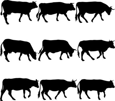Collection black silhouettes of cow. Vector illustration.