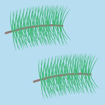 The branch of a pine with long needles on a blue background