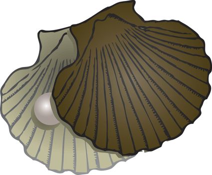 Open sash clam with a pearl. Vector illustration.