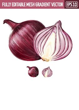 Red onion isolated realistic illustration on white background.