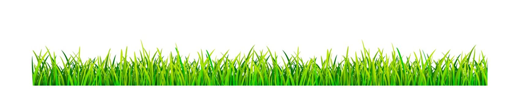 Grassy lawn on a white background. Green grass banner.