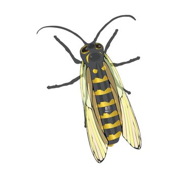 Honeybee on white isolated background. Vector illustration for your design.