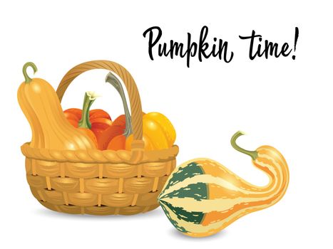 Wicker basket full pumpkins isolated on white background. Vector