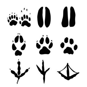Set of Mammals and bids Footprints isolated on white backgroun - Vector Illustration.