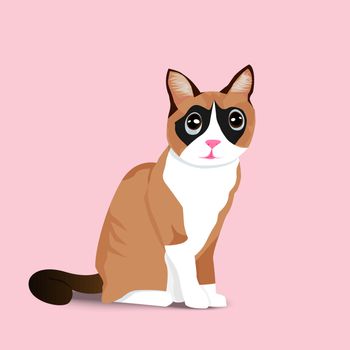 Adorable sitting brown cat with shadow on pink background