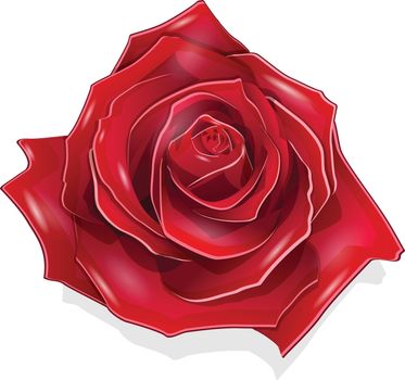 Stock Illustration Scarlet Rose on the White Background