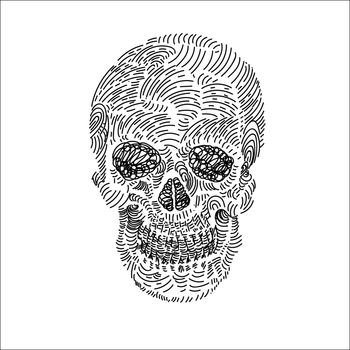 Drawing of skull on white background 