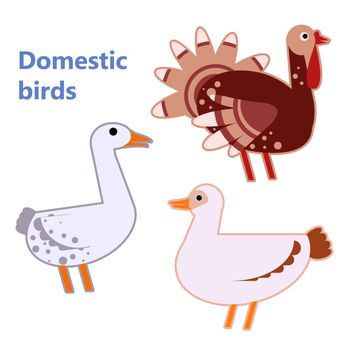The isolafed Domestic birds turkey, duck and goose on simple white background. Educational flashcard for teaching preschool in kindergarten. Colorful flat cartoon style illustration.