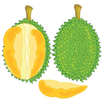 Vector illustration of the fruit durian and pulps in cut
