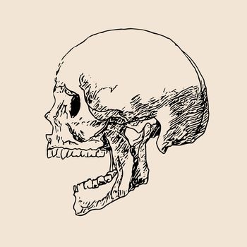 Skull drawing line on paper vector illustration.Sketch head bone art.Human skull draw