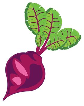 Vector illustration ripe and useful vegetable red beet