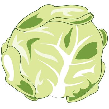Vector illustration of the vegetable cabbage on white background