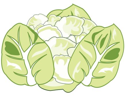 Vector illustration of the head of cabbage of the vegetable cauliflower
