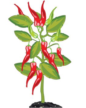 Vector illustration of the bush with pepper chile on white background is insulated