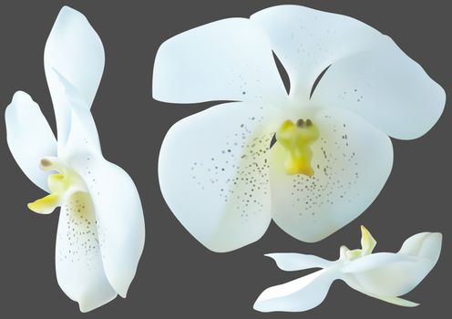 White Orchid Flowers Isolated on Gray Background - Design Elements for Your Floral Composition, Vector Illustration