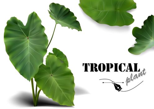 Tropical Leaves Set - Photorealistic and Detailed Plant Illustrations Isolated on White Background, Vector Graphic