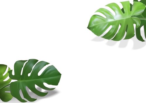 Monstera Leaves Plant on White Background with Isolated Copy Space - Detailed Photorealistic Illustration, Vector
