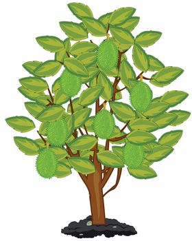 Vector illustration tree with ripe fruit walnut