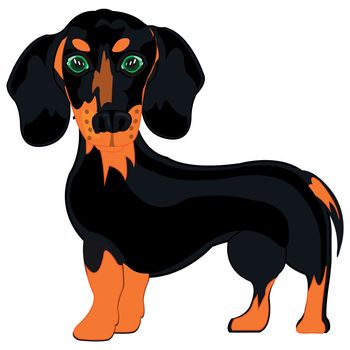 Vector illustration of the cartoon of the dog of the sort dachshund