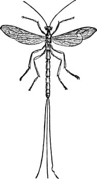 Species of Pimpla which manages to place its eggs under the skin of other insects vintage line drawing or engraving illustration.