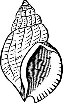 A Species of Snail with a round mouth vintage line drawing or engraving illustration.