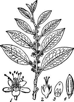 Coca is plant belonging to family Erythroxylaceae it has cocaine as active ingredient vintage line drawing or engraving illustration. 