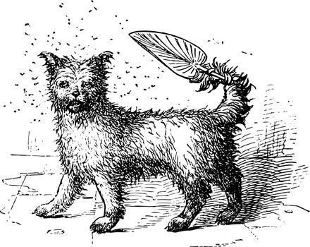 This image represents a small dog holding a fan with its tail vintage line drawing or engraving illustration.