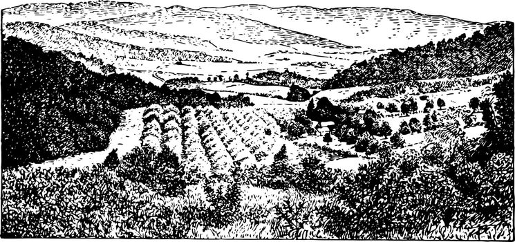 This illustration represents Piedmont Region of the Alleghanies, vintage line drawing or engraving illustration.