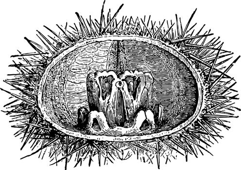 Masticating Apparatus of Echinus Lividus which is organs of mastication of the Sea Urchin vintage line drawing or engraving illustration.