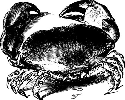 Edible Crab is a species of crab found in the North Sea vintage line drawing or engraving illustration.