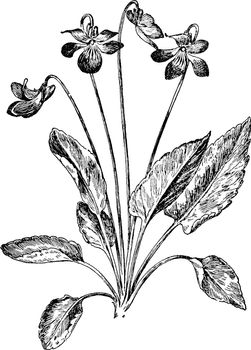 Arrow-Leaved Violet also known as Viola sagittata in the family Violaceae. The leaves are relatively smooth and hairy and are arrowhead in shape. The Flowers are half white with dark purple in color, vintage line drawing or engraving illustration.