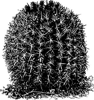 A picture of Coast Barrel Cactus. It is a genus of Ferocactus and it is mostly found in southern California, vintage line drawing or engraving illustration.