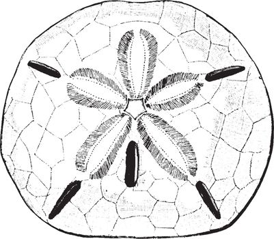 Keyhole Urchin very similiar to the Sand Dollar, vintage line drawing or engraving illustration.