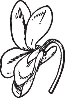 This is an image of Violet Petal. Their petals are oval shape, vintage line drawing or engraving illustration.