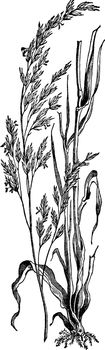 This grass very long spread and flowers separate growing from branch, leaf size very long, vintage line drawing or engraving illustration.