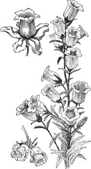 This is a flowering branch of Campanula Medium. Flowers are bell shaped. It has short stalk. Flowers are available in pink, white, purple and blue color, vintage line drawing or engraving illustration.
