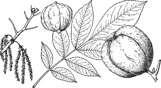 This branch of Shalbark hickory tree, there are some nuts on branch, leaves are very margin type, vintage line drawing or engraving illustration.