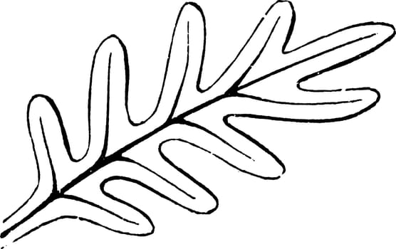 A picture of Pinnatifid leaf which is divided into lobes from the margin nearly to the axis, vintage line drawing or engraving illustration.