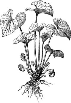 This picture shows a Cleistogamous flower of violet plant. Cleistogamous flowers are special flowers that are always closed and occur through mutations with the loss of self-incompatibility, vintage line drawing or engraving illustration.