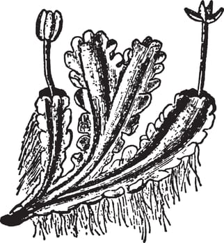 A picture of Blasia pusilla showing the margin of the talus having lobes in the form of leaves, vintage line drawing or engraving illustration.