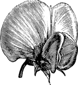A picture showing a Papilionaceous corolla. Petals are broad and thin. Stalk is short and round, vintage line drawing or engraving illustration.