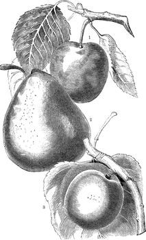 A picture showing variety of pears including Imperial Gage, Jalousie de Fontenay Vendee and Breda, vintage line drawing or engraving illustration.