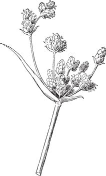 It is a perennial herb, The leaves are mostly basal and have wide sheaths around the stems, vintage line drawing or engraving illustration.