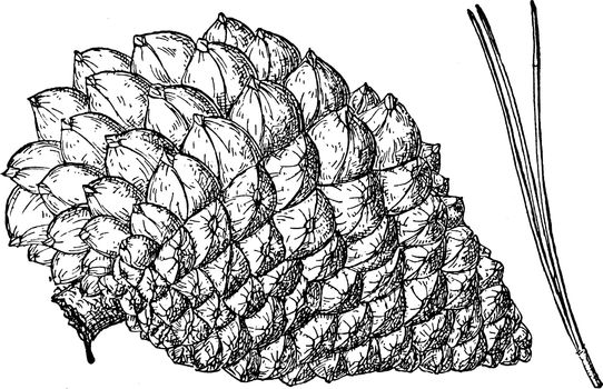 Pinus radiata is also known as pine cone of the Monterey Pine tree, vintage line drawing or engraving illustration.