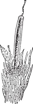 This is an image of stages of the development of the sporogonium enclosed in the calyptra of Funaria hygrometrica which grows on moist shady, damp soil, vintage line drawing or engraving illustration.